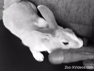 Rabbit makes man pretty aroused by sniffing his erect cock