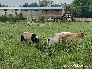 Farm animals drive guy very horny when watching them like that