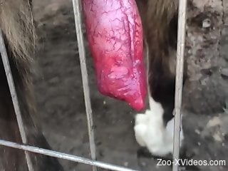 Hot animal cock is being displayed up close for you