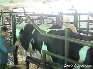 Men at the farm feel aroused seeing the bull fucking