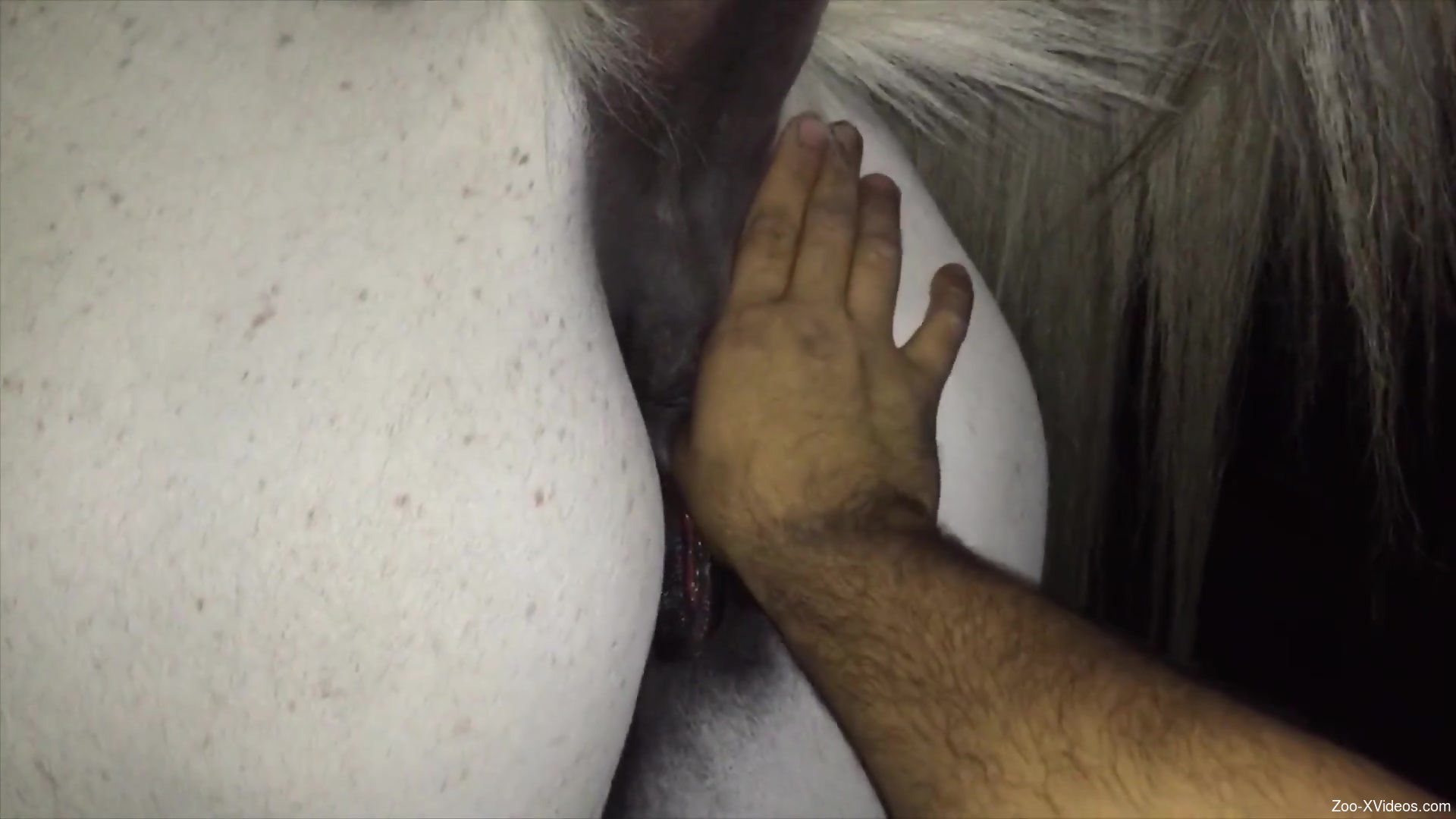 Man finger fucks horse's wet vagina in advance to fucking it
