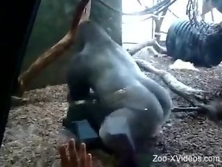 Gorilla fucking his female turns horny guy on at the zoo