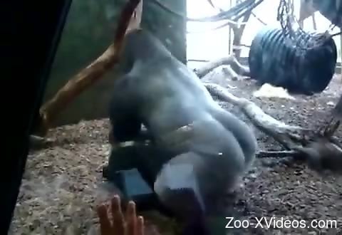 Gorilla fucking his female turns horny guy on at the zoo