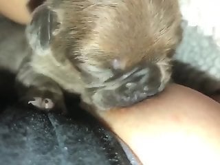 Naked female enjoys a small puppy sucking on her tits