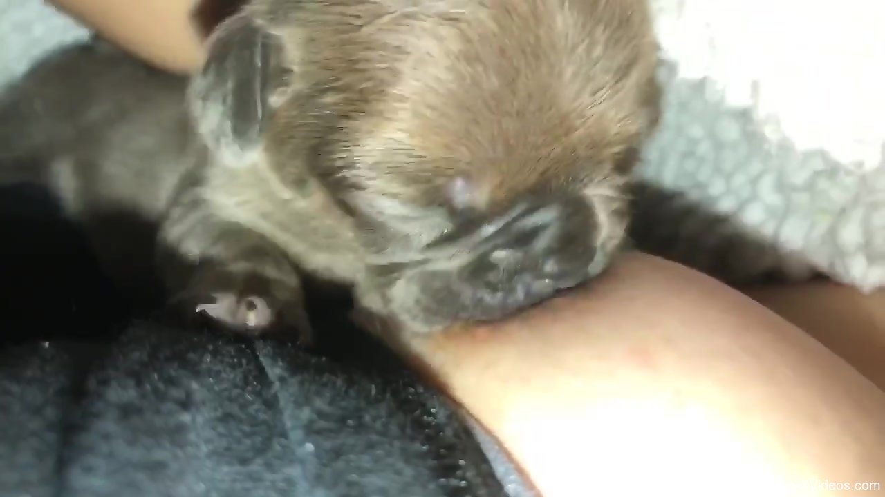 Puppy sucks pussy