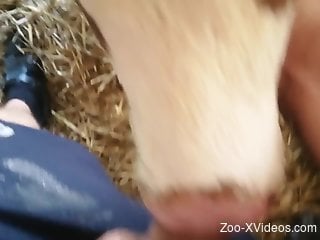 Cow deepthroating a nice cock in a POV porn video