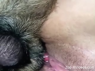 Neat dog with a red cock fucking a juicy zoophile
