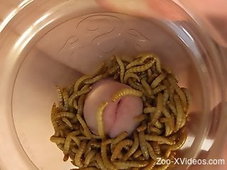 Dude covers his dick in living worms for greater pleasure
