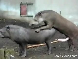 Two ugly animals fucking with no shame in public