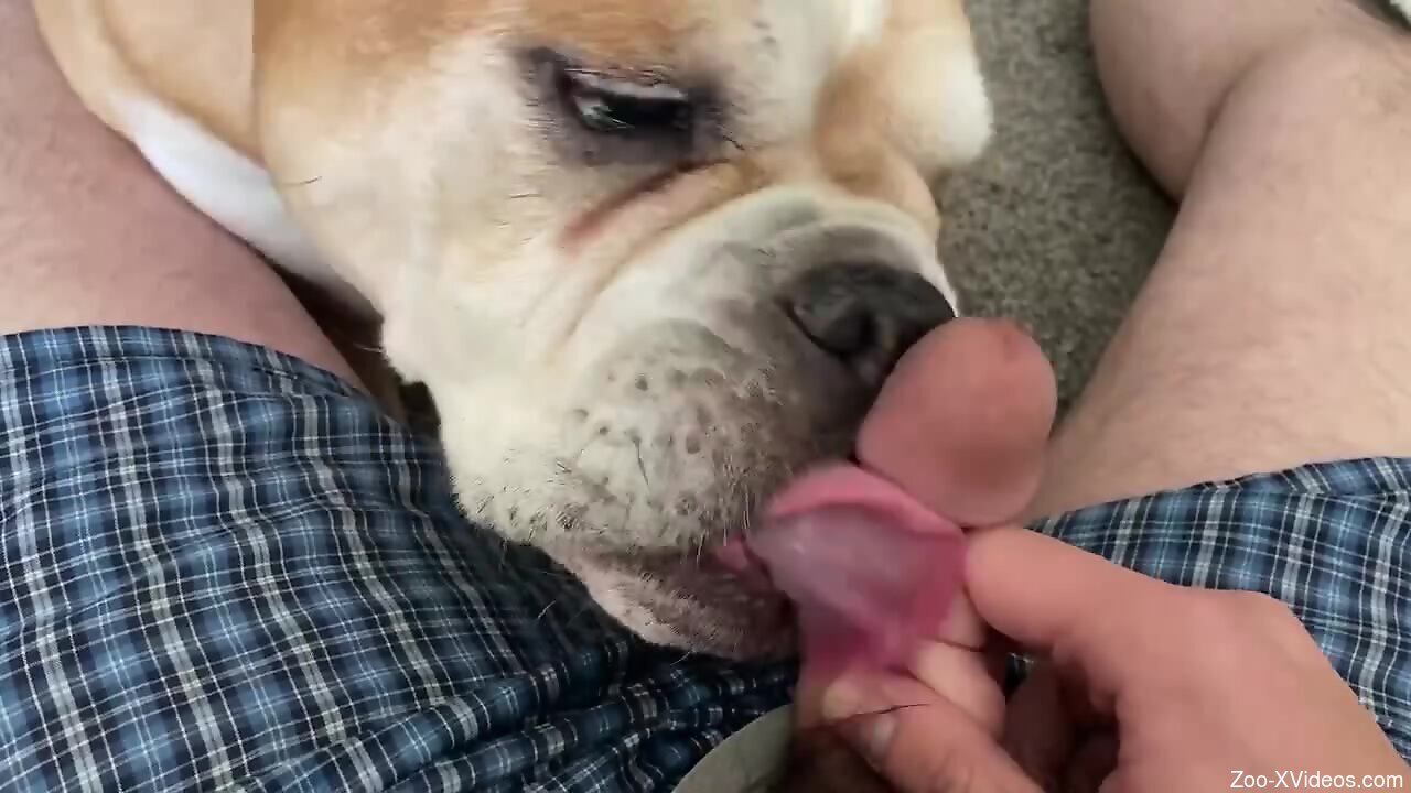 Dog licks cock