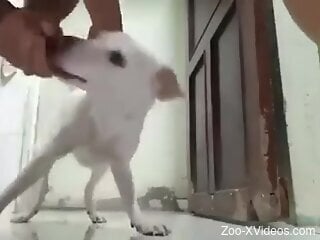 Sexy zoophile cannot stop fucking a white beast
