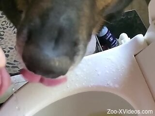 Dude makes dog drink his piss in a filthy way