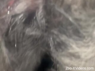 Wet vag animal getting fucked with passion today