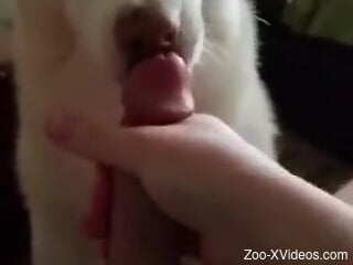 Dude is going to let this dog lick his dong in POV