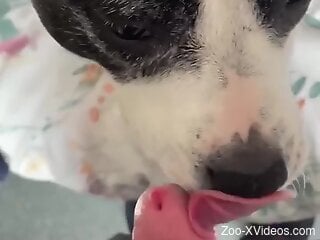 Hot guy's hard dick gets licked by a sexy dog