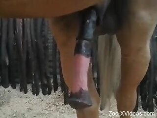 Sexy horse showcasing its nice boner for you