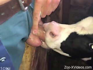 Aroused man loves the veal licking his dick like that