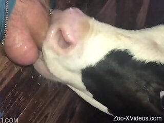Aroused man loves the veal licking his dick like that