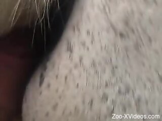 Man deep fucks furry animal in the pussy while being filmed
