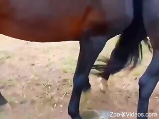 Horses fucking make horny zoophilia lover crave animal sex