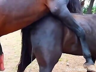 Horses fucking make horny zoophilia lover crave animal sex