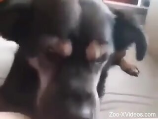 Small dog licks woman's wet pussy until the right orgasm