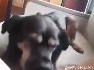 Small dog licks woman's wet pussy until the right orgasm