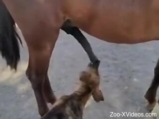 Dog licks horse's giant dick for the delight of the guy filming
