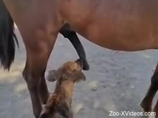 Dog licks horse's giant dick for the delight of the guy filming