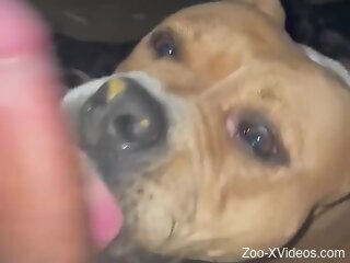 Dog licks owner's erect penis during his cam jerk off