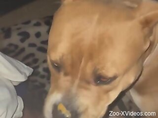 Dog licks owner's erect penis during his cam jerk off