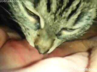 Cat licks woman's pussy during solo scenes and makes her come
