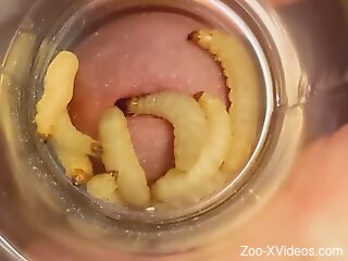 Horny man feels aroused when worms crawl in his penis
