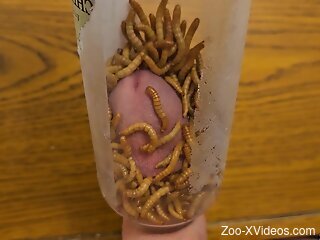 Horny man sticks dick in a jar full of worms