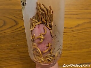 Horny man sticks dick in a jar full of worms