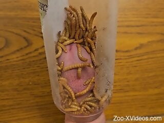 Horny man sticks dick in a jar full of worms