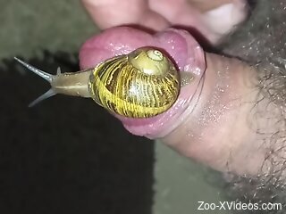 Nude man masturbates with a big snail on his erect dick