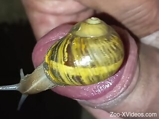 Nude man masturbates with a big snail on his erect dick