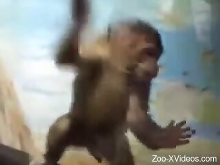Man gets aroused by watching monkey at the zoo jerking