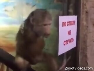 Man gets aroused by watching monkey at the zoo jerking