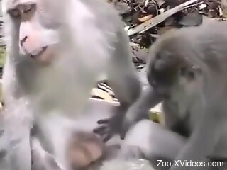 Monkeys get ready to fuck and share insane porn perversions