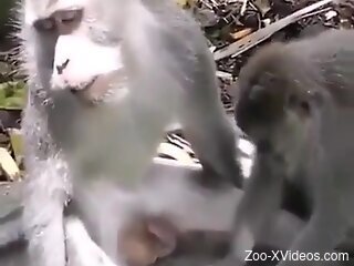 Monkeys get ready to fuck and share insane porn perversions