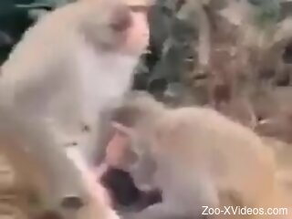 Aroused man watches monkey getting laid