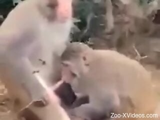 Aroused man watches monkey getting laid