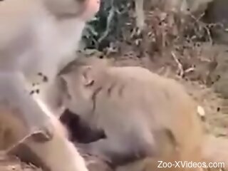 Aroused man watches monkey getting laid