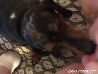 Nude female enjoys dog licking her muff and ass