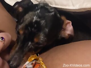 Dog licks woman's wet pussy in insane homemade solo