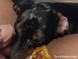 Dog licks woman's wet pussy in insane homemade solo