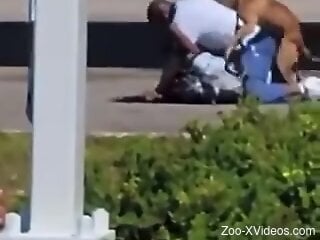 Clothed black man filmed in public trying dog sex