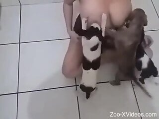 Busty slut lets these thirsty puppies suck her tits